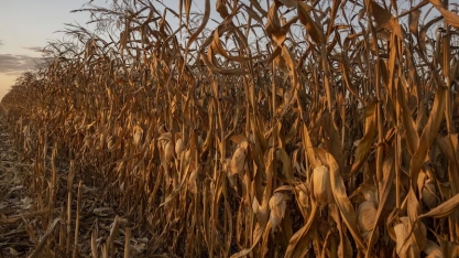 Interesse pelo etanol de milho dispara no Brasil e ameaça exportações do grão