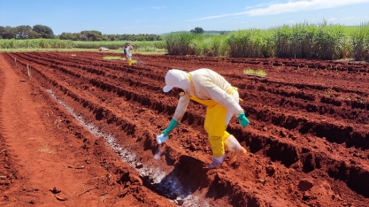 Plots da Estação Nutrição do Cana Show – IAC são plantados