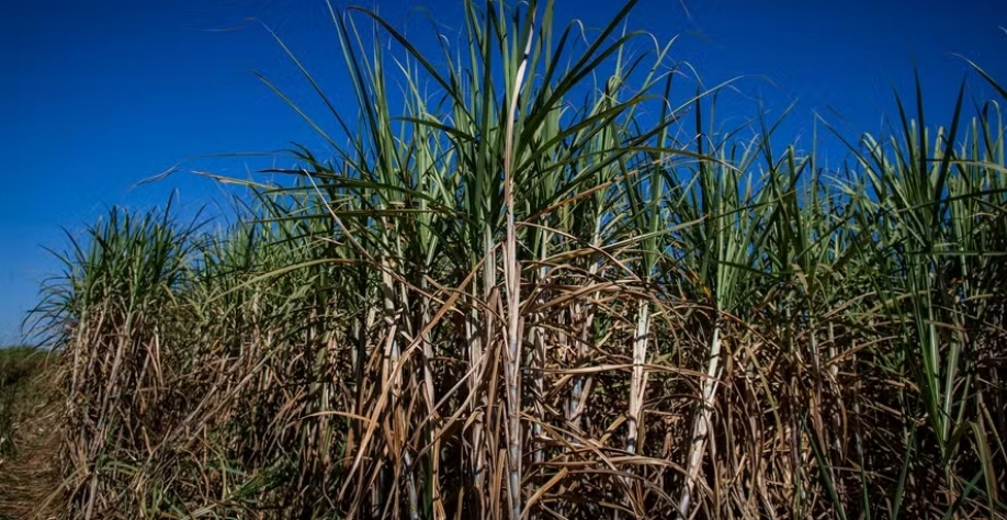 Estudo do FGV Agro vai servir de base para o cálculo do ATR — Foto: Wenderson Araújo/CNA