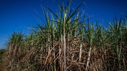 Persiste impasse entre usinas e produtores de cana sobre preços