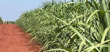 Apesar da queda nas precipitações, condições climáticas continuam positivas para o desenvolvimento agrícola