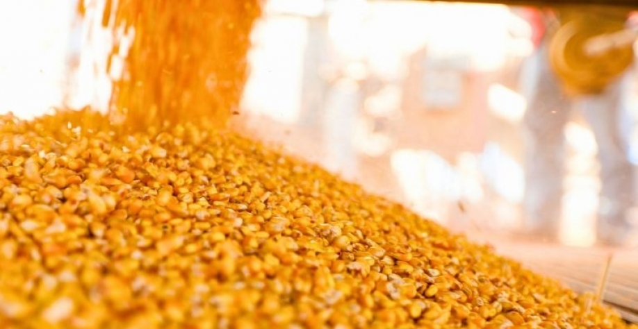 Do total produzido de etanol no Brasil, 20% vem do combustível de milho. Getty Images