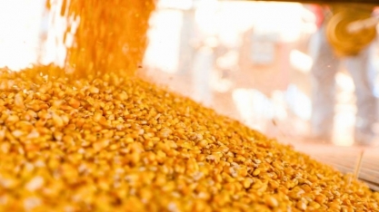 FS Aposta Que o Milho Terá 40% do Mercado de Etanol em até 4 Anos