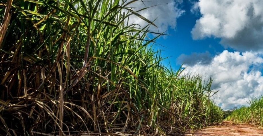 Atvos está entre as maiores empresas de bioenergia de cana no país. Gettyimages