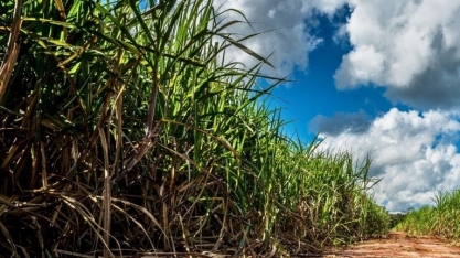 Atvos faz acordo com startup japonesa para produção de amônia verde