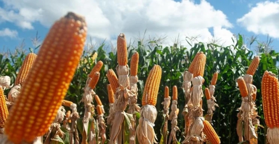 Cereais que não possuem qualidade para alimentação podem ser aproveitados na fabricação de etanol. | Foto: Camila Cunha
