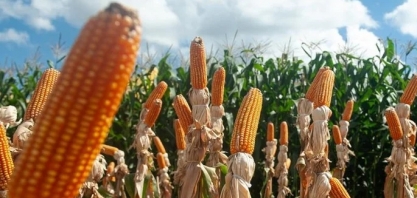 Etanol entra no radar do RS para expansão da indústria de biocombustíveis