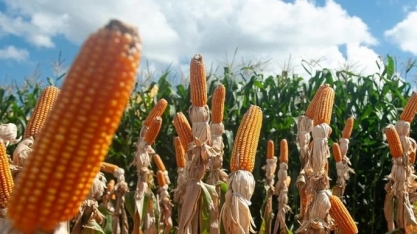 Etanol entra no radar do RS para expansão da indústria de biocombustíveis