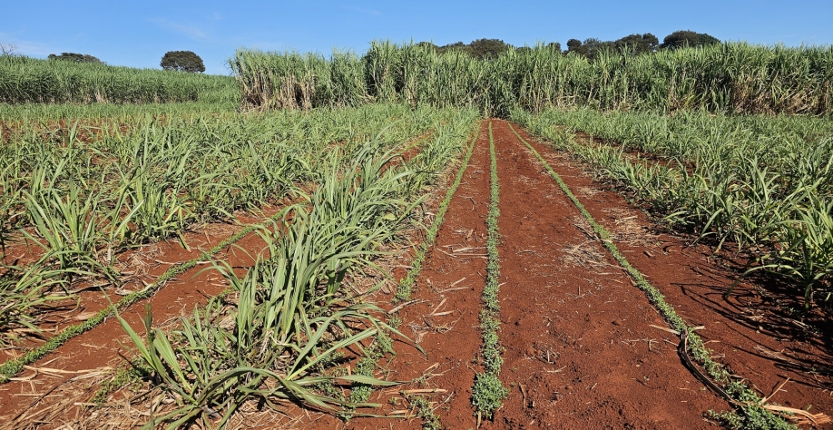  Adubo verde plantado na entrelinha da cana em área que será visitada no Cana Show-IAC 2025