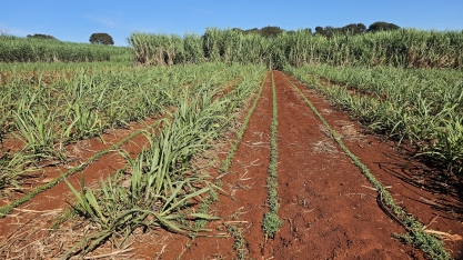 Cana Show-IAC2025 terá área com plantas de cobertura intercalar na cana-soca para maior longevidade dos canaviais