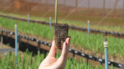 Após boom, uso de MPB cai drasticamente pelo setor