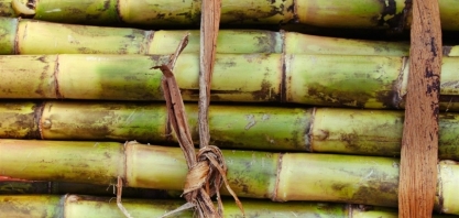 Goiás prevê recorde na produção de açúcar e etanol