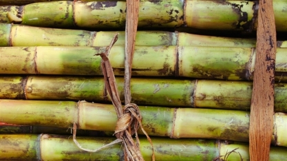 Goiás prevê recorde na produção de açúcar e etanol