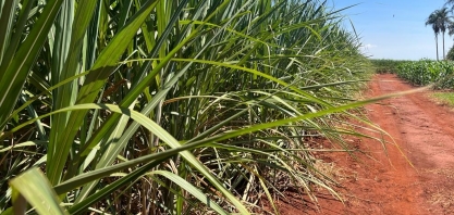 Usinas de Alagoas já moeram 14,1 milhões de toneladas de cana para produção de açúcar na safra 24/25