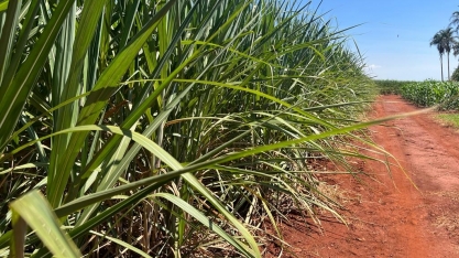 Usinas de Alagoas já moeram 14,1 milhões de toneladas de cana para produção de açúcar na safra 24/25