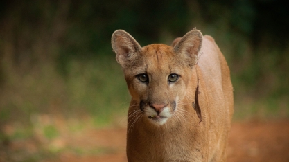 Projeto registra biodiversidade da fauna em áreas reflorestadas da São Martinho