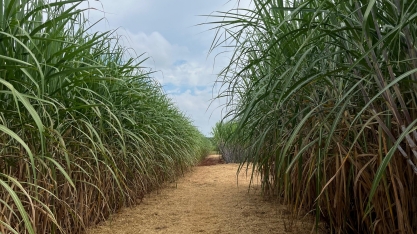 CTC aposta alto no futuro da cana com nova fábrica de sementes sintéticas e biotecnologia de ponta