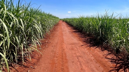 Safra 2024/25 no Norte-Nordeste consolida crescimento na produção de açúcar e etanol hidratado