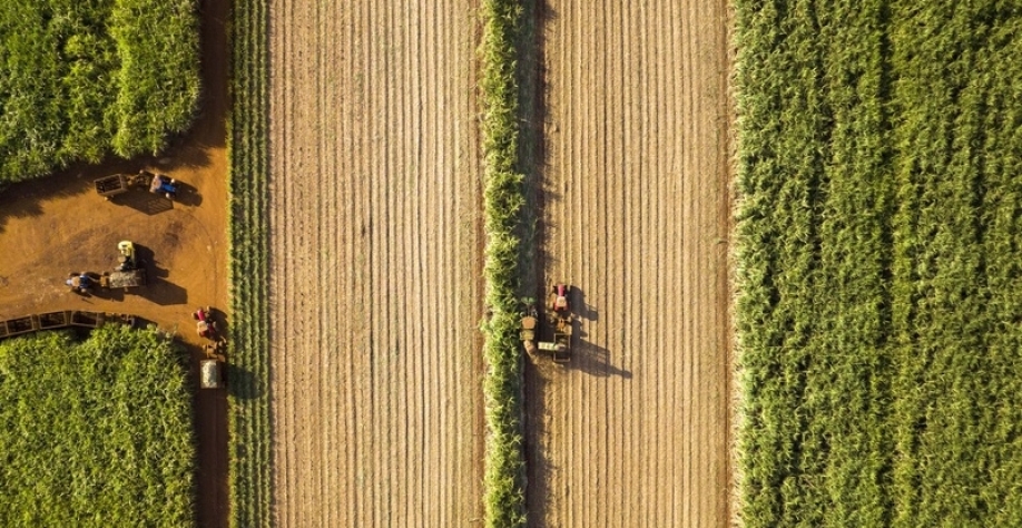 A moagem de cana-de-açúcar na safra 24/25 foi de 621 milhões de toneladas (Crédito: Divulgação/BASF)