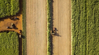 BASF apresenta novas soluções para cana-de-açúcar na Agrishow