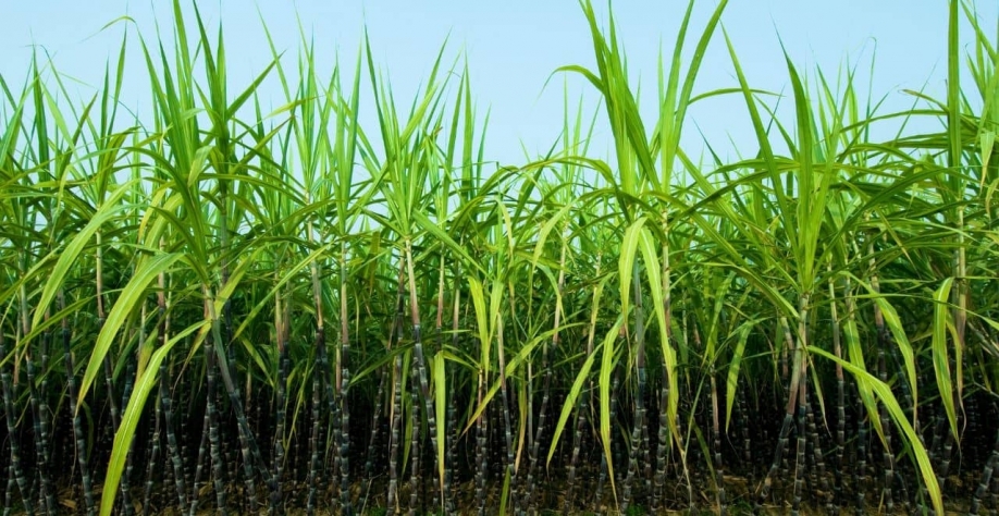 Tecnologias do CTC buscam dobrar a produtividade da cana-de-açúcar no Brasil com foco em inovação e sustentabilidade (iStock.com/georgeclerk)