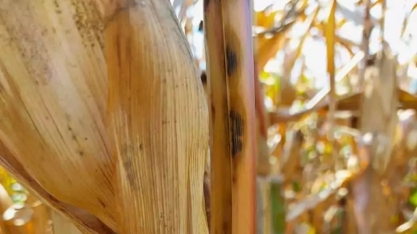Pesquisadores identificam linhagens globais do fungo da antracnose do milho e alertam para risco de novos surtos