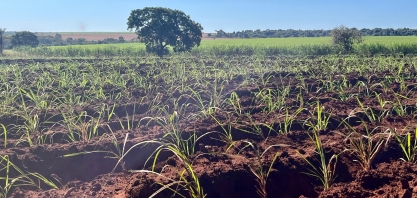 Diretor do Centro de Cana IAC, Mauro Xavier, detalha os avanços em mudas pré-brotadas e o impacto das queimadas de 2024 no canavial