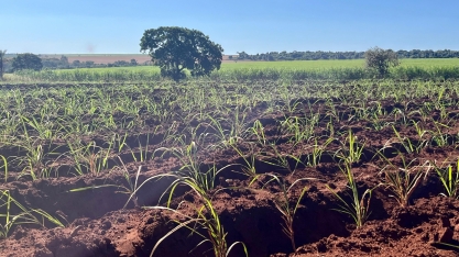 Diretor do Centro de Cana IAC, Mauro Xavier, detalha os avanços em mudas pré-brotadas e o impacto das queimadas de 2024 no canavial