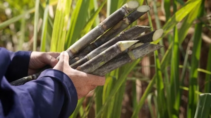 Clima beneficia plantio de cana no Nordeste, mas rendimento é uma incógnita