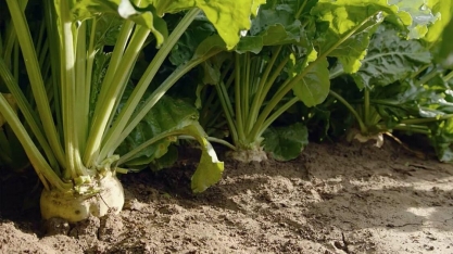 USDA estima a produção de açúcar do Egito na temporada 2025/26 em 3,18 milhões de toneladas