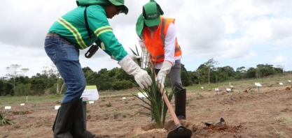 Acelen Renováveis dá início ao plantio da macaúba em Cachoeira, na Bahia