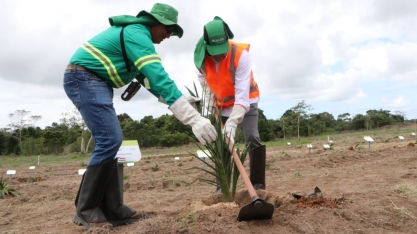 Acelen Renováveis dá início ao plantio da macaúba em Cachoeira, na Bahia