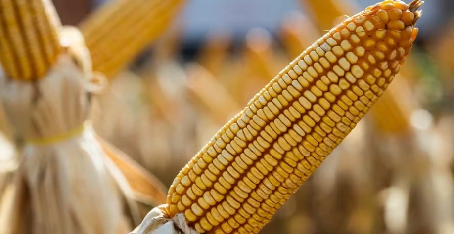O principal impulsionador da expansão foi o etanol fabricado a partir do milho — Foto: Wenderson Araújo/CNA
