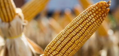 Mato Grosso registra recorde na produção de etanol, com 6,7 bilhões de litros