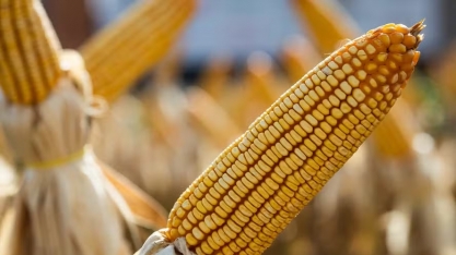 Mato Grosso registra recorde na produção de etanol, com 6,7 bilhões de litros