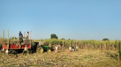 Produção de açúcar da Índia totaliza 25,7 mi t na safra 2024/25