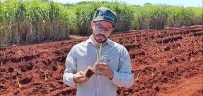 Benefícios dos organominerais poderão ser conferidos no Cana Show - IAC