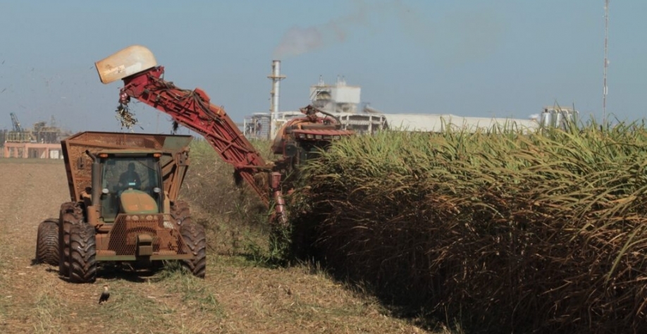 Área colhida estimada é de 969,7 mil hectares, com produtividade média de 81 toneladas por hectare Foto: Wenderson Araujo / CNA