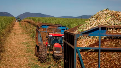 Com clima ajudando colheita, cotações do açúcar continuam em baixa