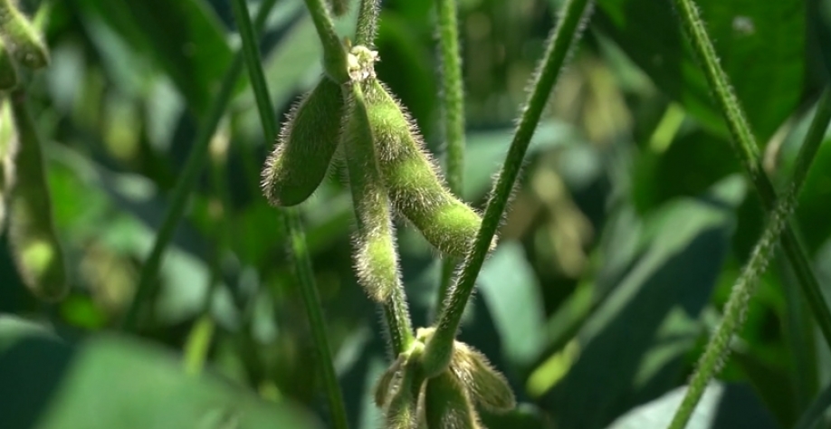 Foto: Embrapa Soja/Divulgação Youtube
