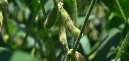 Diesel 'fora de campo' em São Paulo?; Embrapa Soja comenta sobre a transição para combustíveis renováveis