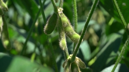 Diesel 'fora de campo' em São Paulo?; Embrapa Soja comenta sobre a transição para combustíveis renováveis