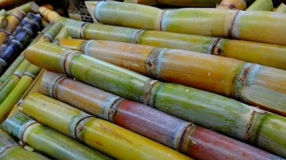 Controle biológico avança na cana-de-açúcar