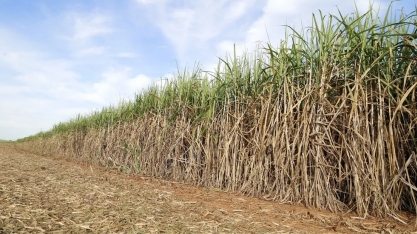 Novo adoçante natural feito do bagaço da cana é produzido em Pernambuco