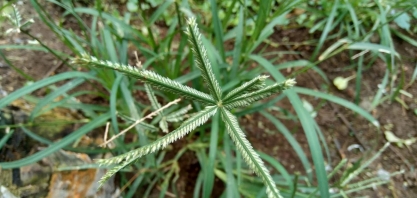 Qual o impacto do capim pé-de-galinha e como controlar?