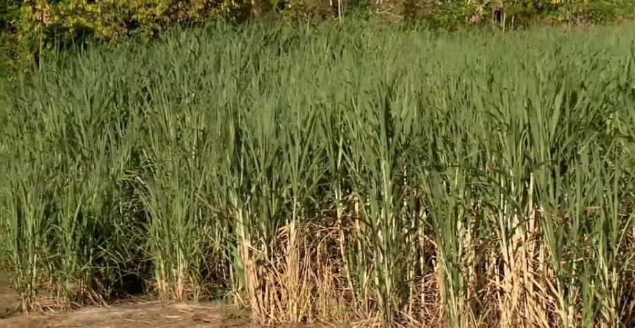 Produtor de cana-de-açúcar em Linhares disse que a técnica de gotejamento subterrâneo melhorou qualidade da planta — Foto: Reprodução/TV Gazeta