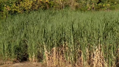 Com irrigação subterrânea agricultores de café e cana melhoram produção e economizam água no ES