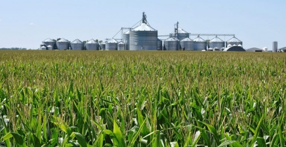 Segundo a Abramilho, o etanol de milho está consumindo cerca de 20 milhões de toneladas do cereal. Dan Koeck - Reuters