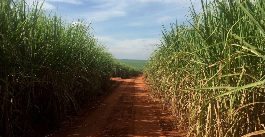 Plantação de cana-de-açúcar para produção de etanol. Reuters 