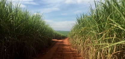 Negócios de etanol hidratado em SP são limitados após mudança tributária, diz Cepea